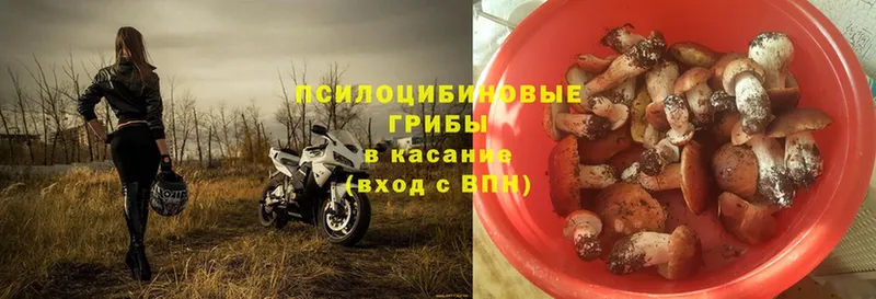 Псилоцибиновые грибы Psilocybe  как найти закладки  Краснокаменск 